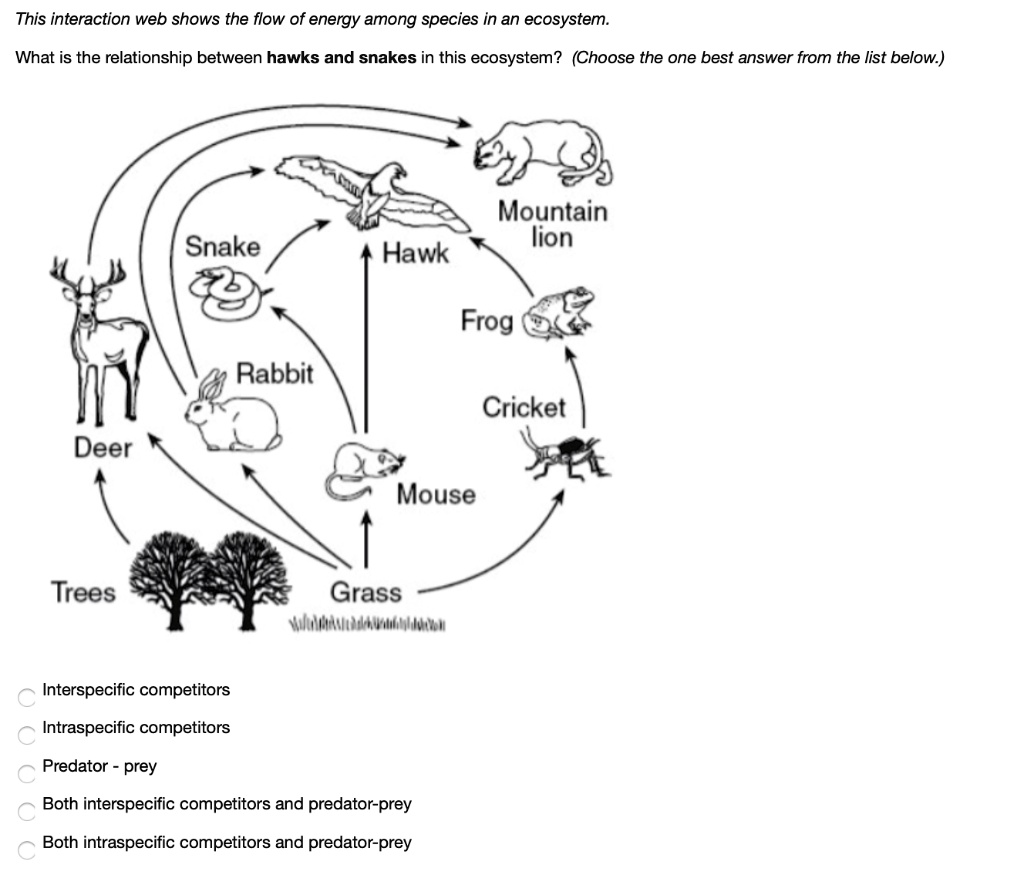 SOLVED: This interaction web shows the flow of energy among species in