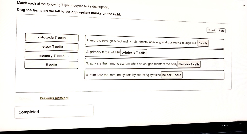 Match each of the following T lymphocytes to its description.
Drag the terms on the left to the appropriate blanks on the right.

cytotoxic T cells
helper T cells
memory T cells
B cells

1. migrate through blood and lymph, directly attacking and destroying foreign cells B cells
2. primary target of HIV cytotoxic T cells
3. activate the immune system when an antigen reenters the body memory T cells
4. stimulate the immune system by secreting cytokine helper T cells