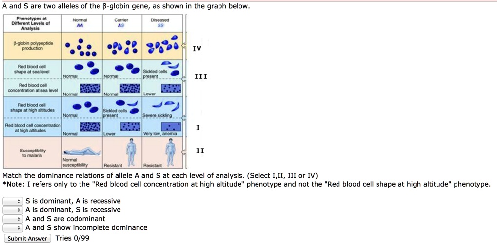 A and S are two alleles of the ?-globin gene, as shown in the graph below.

Phenotypes at Different Levels of Analysis
Normal AA
Carrier AS
Diseased SS
?-globin polypeptide production IV
Red blood cell shape at sea level Normal Normal Sickled cells present III
Red blood cell concentration at sea level Normal Normal Lower
Red blood cell shape at high altitudes Normal Sickled cells present Severe sickling
Red blood cell concentration at high altitudes Normal Lower Very low, anemia I
Susceptibility to malaria Normal susceptibility Resistant Resistant II

Match the dominance relations of allele A and S at each level of analysis. (Select I,II, III or IV)
*Note: I refers only to the "Red blood cell concentration at high altitude" phenotype and not the "Red blood cell shape at high altitude" phenotype.

S is dominant, A is recessive
A is dominant, S is recessive
A and S are codominant
A and S show incomplete dominance
Submit Answer Tries 0/99