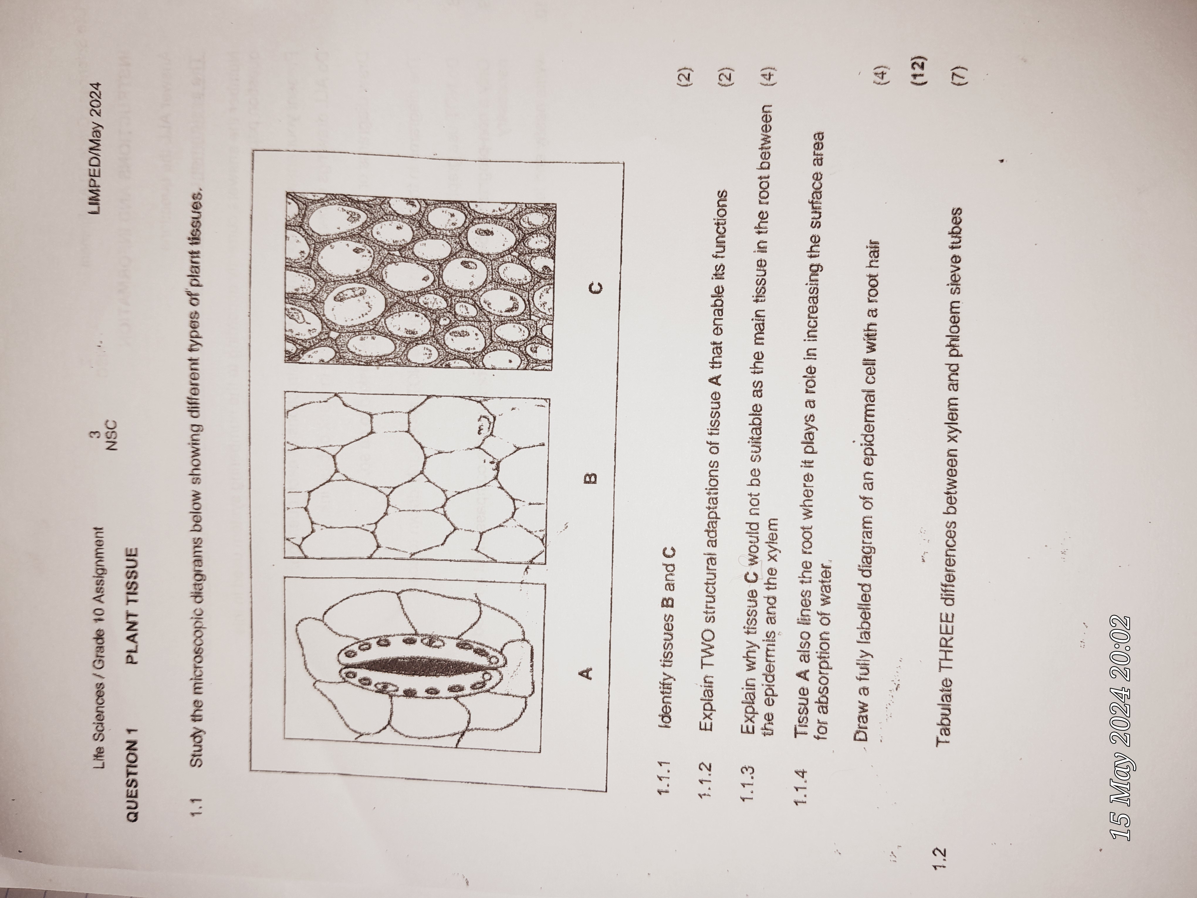 Life Sciences   Grade 10 Assignment 3 Limped May 2024 Question 1 Plant 