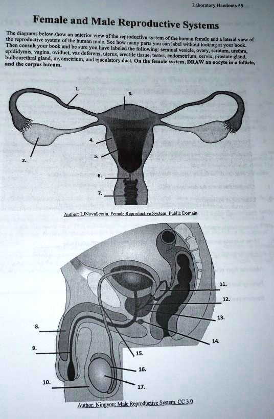 Laboratory Handouts 55 Female And Male Reproductive Systems The 