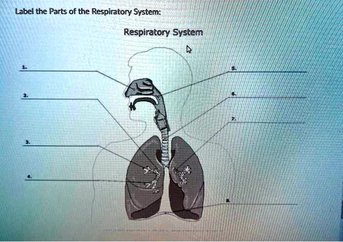 SOLVED: Label the Parts of the Respiratory System: Respiratory System