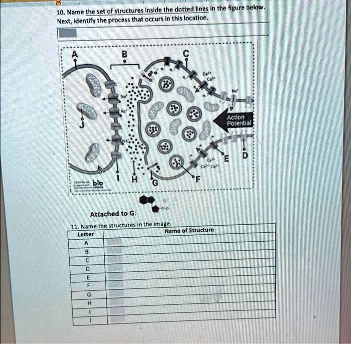 10. Name the set of structures inside the dotted lines in the figure below.
Next, identify the process that occurs in this location.
Attached to G:
11. Name the structures in the image.
Letter
Name of Structure
A
B
C
D
E
F
G
H
I
J