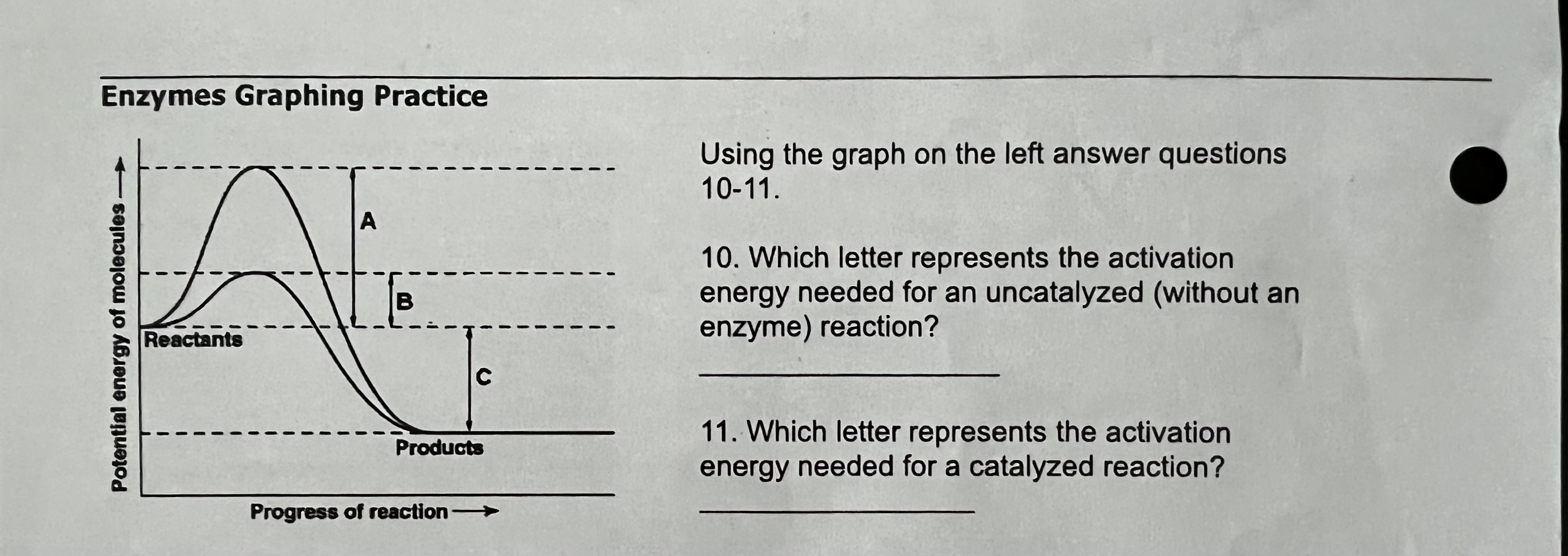 Enzymes Graphing Critical Thinking Answer Key