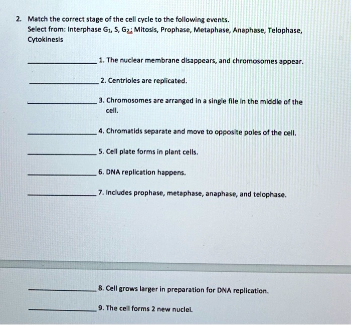 Match the correct stage of the cell cycle to the following...