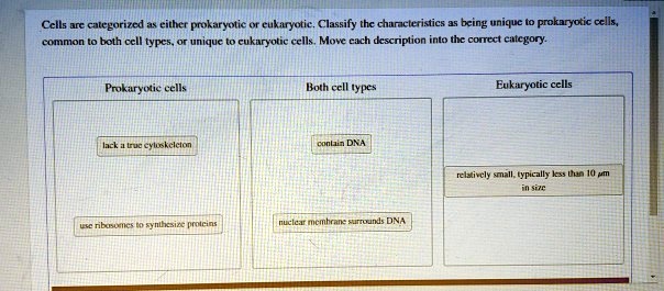 Cells are categorized as either prokaryotic or eukaryotic. Classify the characteristics as being unique to prokaryotic cells, common to both cell types, or unique to eukaryotic cells. Move each description into the correct category.
Prokaryotic cells
lack a true cytoskeleton
use ribosomes to synthesize proteins
Both cell types
contain DNA
nuclear membrane surrounds DNA
Eukaryotic cells
relatively small, typically less than 10 ?m in size