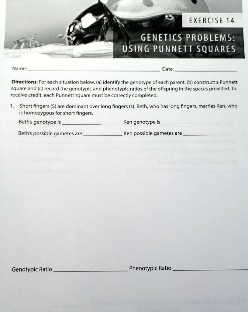exercise 14 genetics problems using punnett squares name date ...