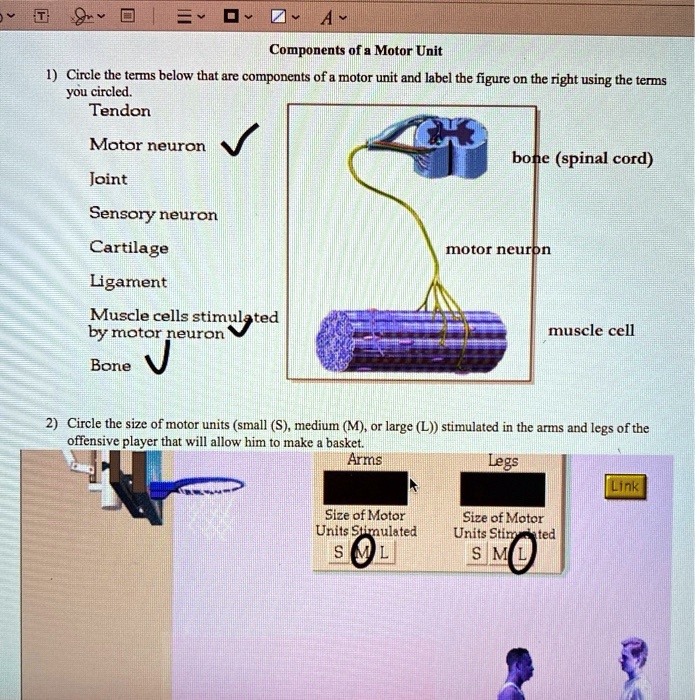 Components of a Motor Unit 1) Circle the terms below that are ...