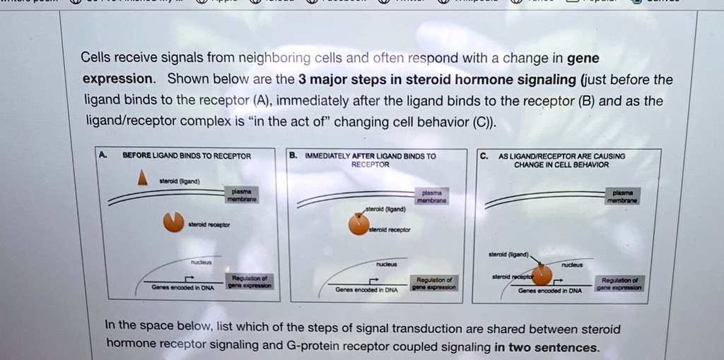 Cells receive signals from neighboring cells and often respond with a change in gene expression. Shown below are the 3 major steps in steroid hormone signaling (just before the ligand binds to the receptor (A), immediately after the ligand binds to the receptor (B) and as the ligand/receptor complex is "in the act of" changing cell behavior (C)).

A. BEFORE LIGAND BINDS TO RECEPTOR
B. IMMEDIATELY AFTER LIGAND BINDS TO RECEPTOR
C. AS LIGAND/RECEPTOR ARE CAUSING CHANGE IN CELL BEHAVIOR

steroid (ligand)
plasma membrane
steroid receptor
nucleus
Genes encoded in DNA
Regulation of gene expression

In the space below, list which of the steps of signal transduction are shared between steroid hormone receptor signaling and G-protein receptor coupled signaling in two sentences.