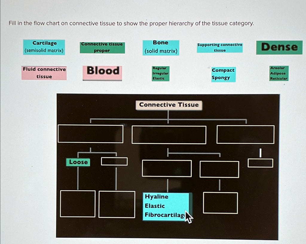 solved-fill-in-the-flow-chart-on-connective-tissue-to-show-the-proper-hierarchy-of-the-tissue