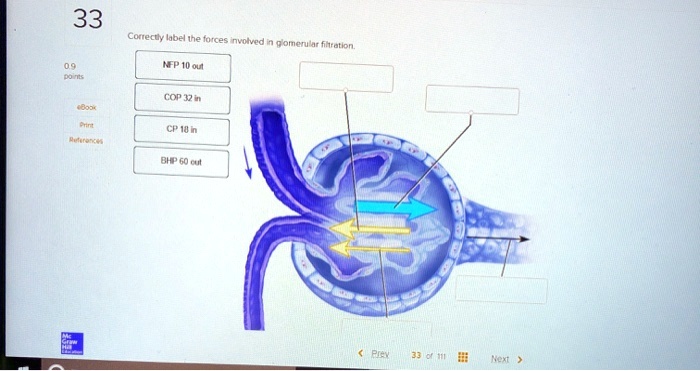 SOLVED: 33 Correctly label the forces involved in glomerular filtration