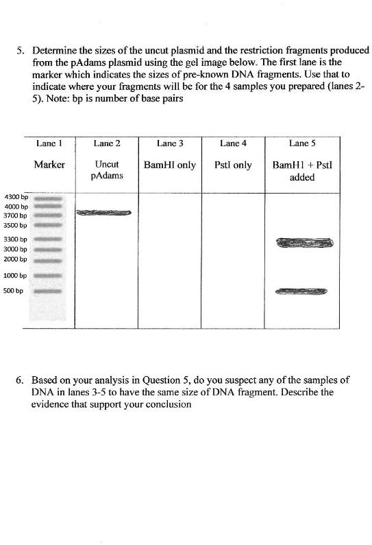 SOLVED Determine the sizes of the uncut plasmid and the restriction
