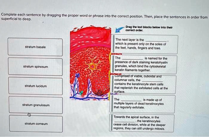 Complete each sentence by dragging the proper word or phrase into the correct position. Then, place the sentences in order from superficial to deep.
stratum basale
stratum spinosum
stratum lucidum
stratum granulosum
stratum corneum
Drag the text blocks below into their correct order.
The next layer is the , which is present only on the soles of the feet, hands, fingers and toes.
The  is named for the presence of dark staining keratohyalin granules, which bind the cytoskeletal keratin filaments together.
Comprised of viable, cuboidal and columnar cells, the  contains the keratinocyte stem cells that replenish the exfoliated cells at the surface.
The  is made up of multiple layers of dead keratinocytes that regularly exfoliate.
Towards the apical surface, in the , the keratinocytes cease cell division, while at the deeper regions, they can still undergo mitosis.