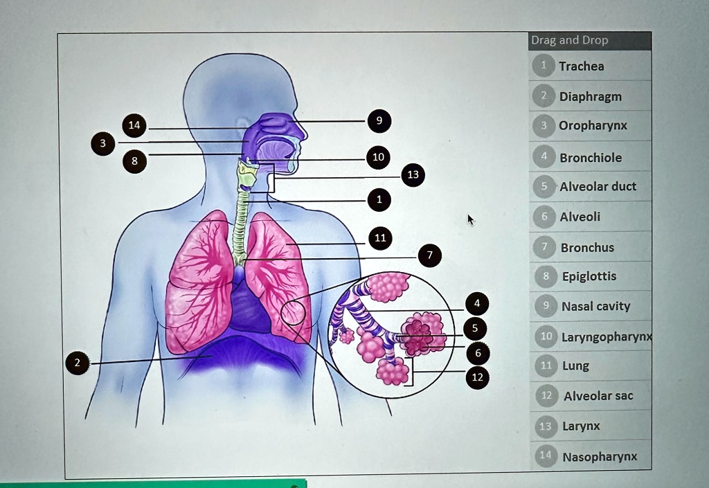 label all the parts drag and drop trachea diaphragm oropharynx 10 ...