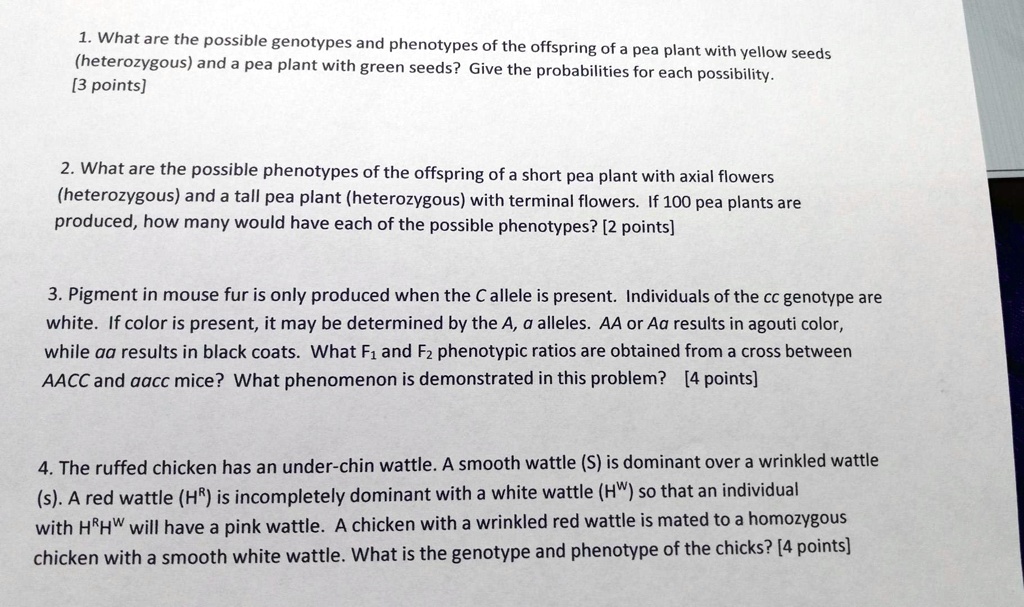 1. What are the possible genotypes and phenotypes of the offspring of a pea plant with yellow seeds (heterozygous) and a pea plant with green seeds? Give the probabilities for each possibility. [3 points]

2. What are the possible phenotypes of the offspring of a short pea plant with axial flowers (heterozygous) and a tall pea plant (heterozygous) with terminal flowers. If 100 pea plants are produced, how many would have each of the possible phenotypes? [2 points]

3. Pigment in mouse fur is only produced when the C allele is present. Individuals of the cc genotype are white. If color is present, it may be determined by the A, a alleles. AA or Aa results in agouti color, while aa results in black coats. What F1 and F2 phenotypic ratios are obtained from a cross between AACC and aacc mice? What phenomenon is demonstrated in this problem? [4 points]

4. The ruffed chicken has an under-chin wattle. A smooth wattle (S) is dominant over a wrinkled wattle (s). A red wattle (HR) is incompletely dominant with a white wattle (HW) so that an individual with HRHW will have a pink wattle. A chicken with a wrinkled red wattle is mated to a homozygous chicken with a smooth white wattle. What is the genotype and phenotype of the chicks? [4 points]