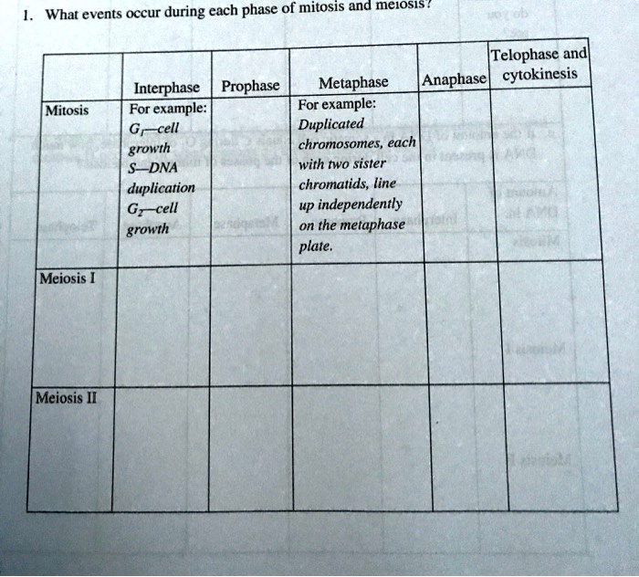 Anaohase Example SOLVED: What events occur during each phase of mitosis and melosis ...