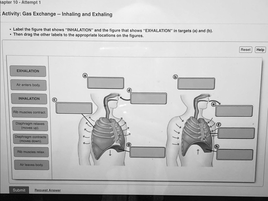 SOLVED: Chapter 10 - Attempt 1 Activity: Gas Exchange – Inhaling and ...