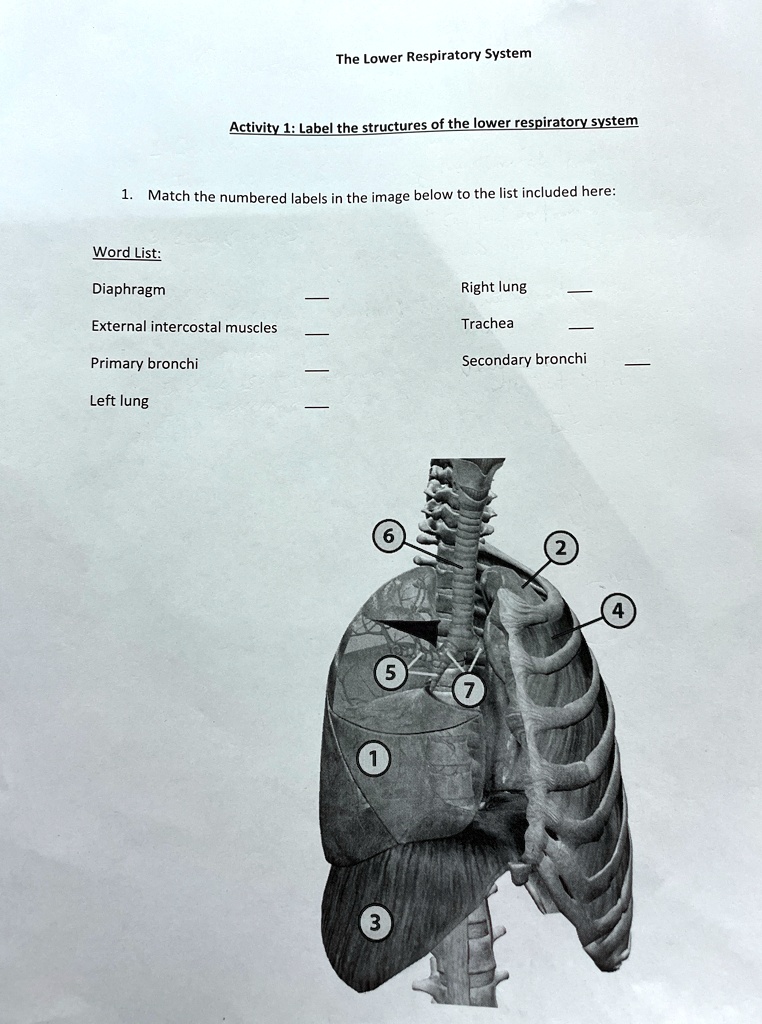 the lower respiratory system activity 1 label the structures of the ...