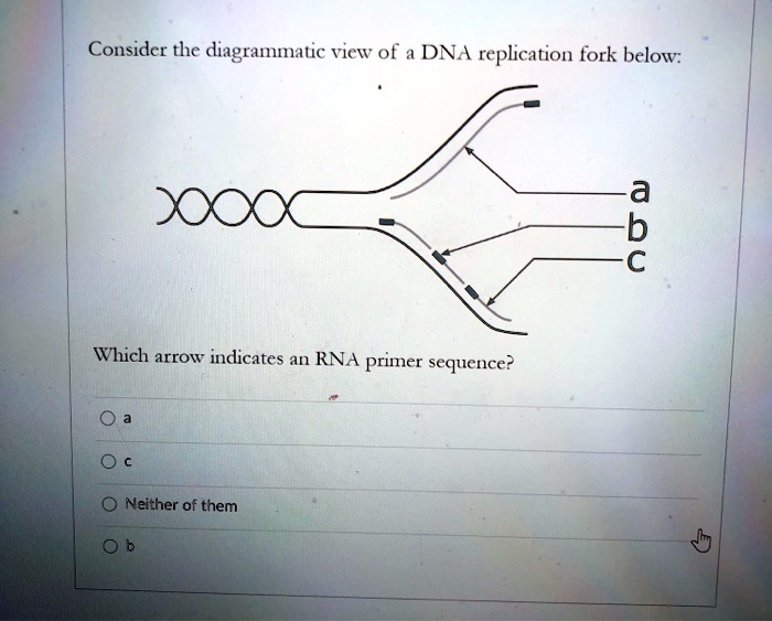 SOLVED Consider the diagrammatic View of a DNA replication fork below