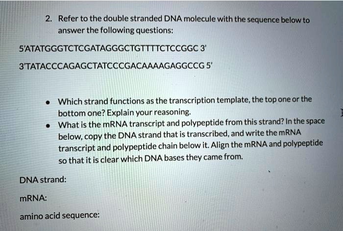 2. Refer to the double stranded DNA molecule with the sequence below to answer the following questions:
5'ATATGGGTCTCGATAGGGCTGTTTTCTCCGGC 3'
3'TATACCCAGAGCTATCCCGACAAAAGAGGCCG 5'

- Which strand functions as the transcription template, the top one or the bottom one? Explain your reasoning.
- What is the mRNA transcript and polypeptide from this strand? In the space below, copy the DNA strand that is transcribed, and write the mRNA transcript and polypeptide chain below it. Align the mRNA and polypeptide so that it is clear which DNA bases they came from.

DNA strand:
mRNA:
amino acid sequence: