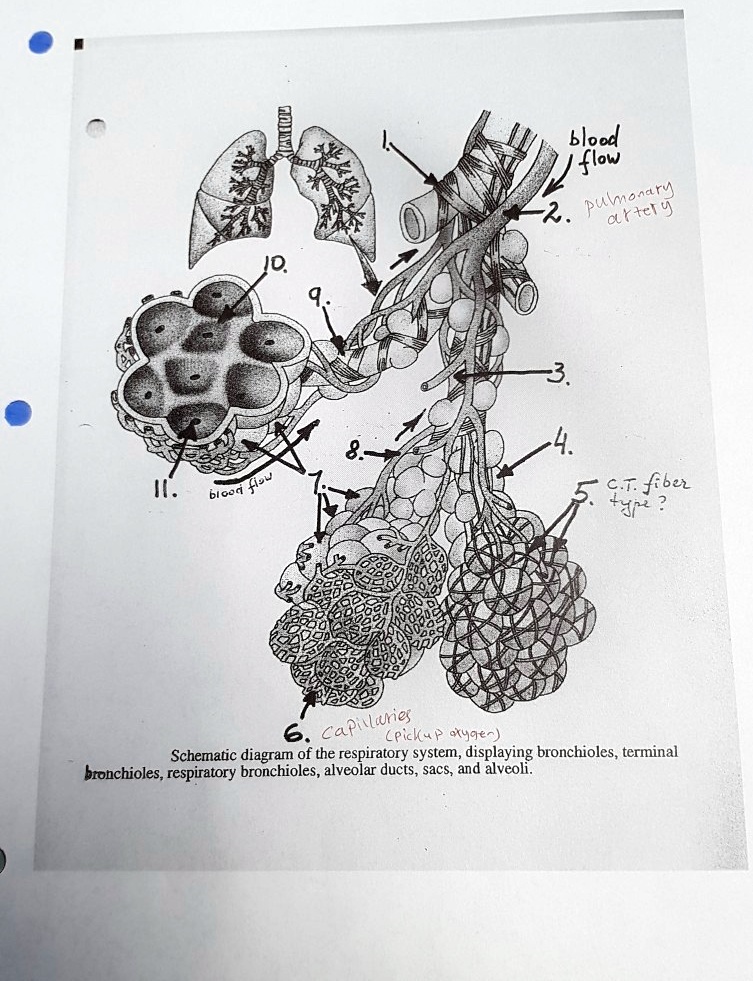 SOLVED: Blood flow pulmonary artery ct fiber Capillaries Pick - Paryqe ...