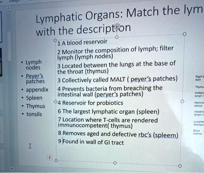 SOLVED Organs Match the Lymphatic with the description 1. A blood