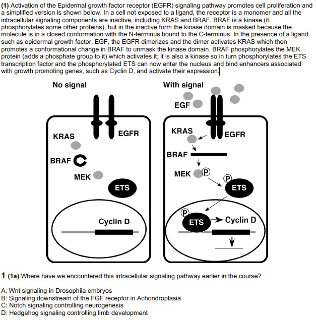 SOLVED: Activation of the Epidermal Growth Factor Receptor (EGFR ...