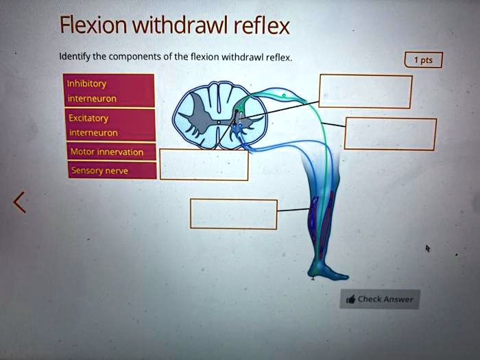 Flexion withdrawl reflex identify the components of the...