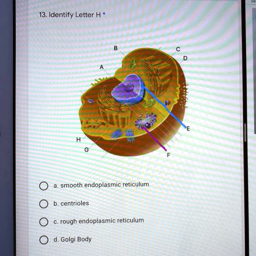 SOLVED: '13. Identify Letter H a. smooth endoplasmic reticulum b ...