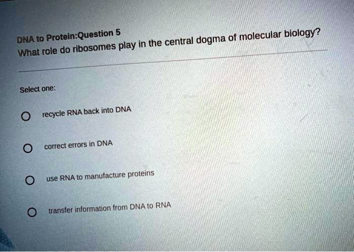 What Role Do Ribosomes Play