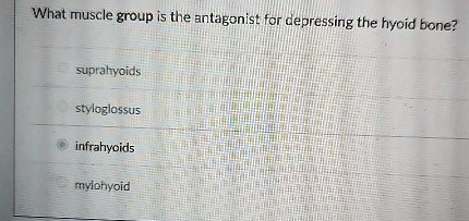what muscle group is the antagonist for depressing the hyoid bone suprahyoids styloglossus infrahyoids mylohyoid 18183