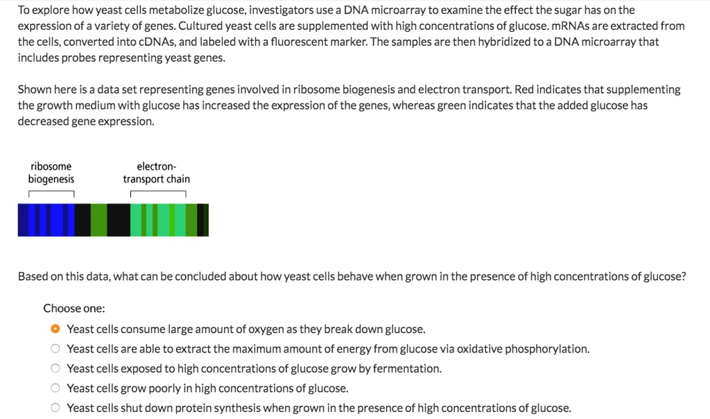 To explore how yeast cells metabolize glucose, investigators use a DNA microarray to examine the effect the sugar has on the expression of a variety of genes. Cultured yeast cells are supplemented with high concentrations of glucose. mRNAs are extracted from the cells, converted into cDNAs, and labeled with a fluorescent marker. The samples are then hybridized to a DNA microarray that includes probes representing yeast genes.

Shown here is a data set representing genes involved in ribosome biogenesis and electron transport. Red indicates that supplementing the growth medium with glucose has increased the expression of the genes, whereas green indicates that the added glucose has decreased gene expression.

ribosome biogenesis
electron-transport chain

Based on this data, what can be concluded about how yeast cells behave when grown in the presence of high concentrations of glucose?

Choose one:
Yeast cells consume large amount of oxygen as they break down glucose.
Yeast cells are able to extract the maximum amount of energy from glucose via oxidative phosphorylation.
Yeast cells exposed to high concentrations of glucose grow by fermentation.
Yeast cells grow poorly in high concentrations of glucose.
Yeast cells shut down protein synthesis when grown in the presence of high concentrations of glucose.