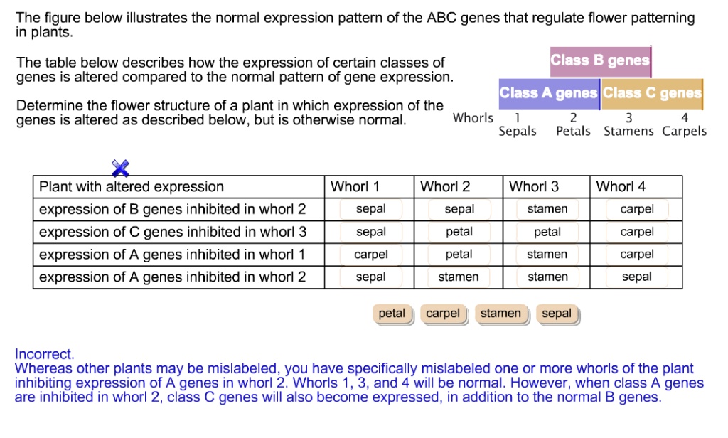 The figure below illustrates the normal expression pattern...