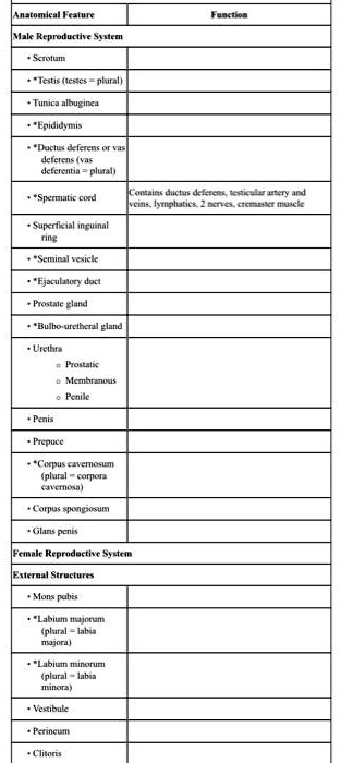 SOLVED: Text: Define the function Anatomical Feature: Male Reproductive