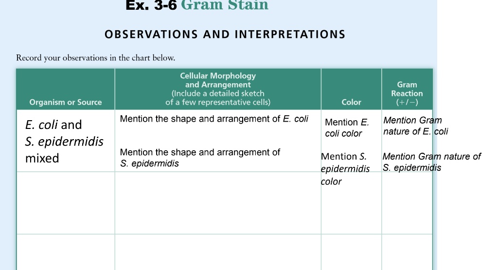 Ex. 3-6 Gram Stain

OBSERVATIONS AND INTERPRETATIONS

Record your observations in the chart below.

Organism or Source

Cellular Morphology and Arrangement (Include a detailed sketch of a few representative cells)

Color

Gram Reaction (+/-)

E. coli and S. epidermidis mixed

Mention the shape and arrangement of E. coli

Mention the shape and arrangement of S. epidermidis

Mention E. coli color

Mention S. epidermidis color

Mention Gram nature of E. coli

Mention Gram nature of S. epidermidis