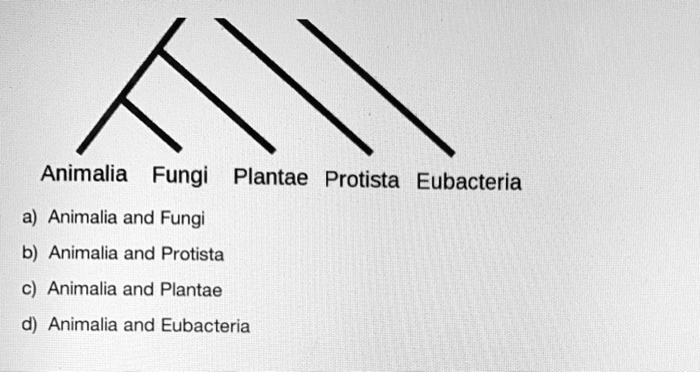 SOLVED: Animalia Fungi Plantae Protista Eubacteria Animalia And Fungi B ...