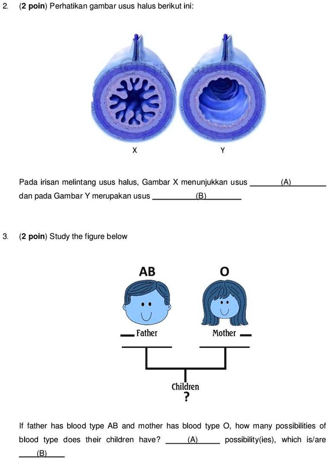 2. (2 poin) Perhatikan gambar usus halus berikut ini:
X
Y
Pada irisan melintang usus halus, Gambar X menunjukkan usus  (A)  dan pada Gambar Y merupakan usus  (B) 
3. (2 poin) Study the figure below
AB
O
Father
Mother
Children
?
If father has blood type AB and mother has blood type O, how many possibilities of blood type does their children have?  (A)  possibility(ies), which is/are  (B) 