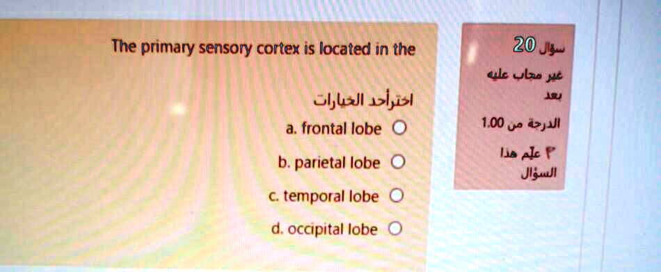 The primary sensory cortex is located in the

a. frontal lobe
b. parietal lobe
c. temporal lobe
d. occipital lobe