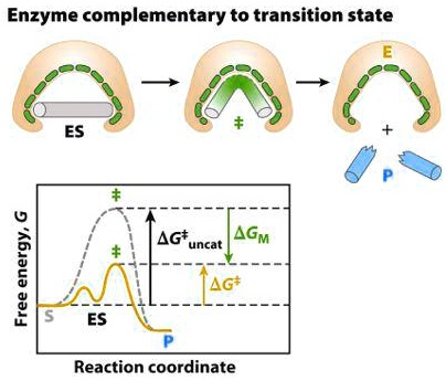 Enzyme complementary to transition state
Free energy, G
E
ES
+
Δ G^†uncat
Δ GM
Δ G^†
S
ES
P
Reaction coordinate
P