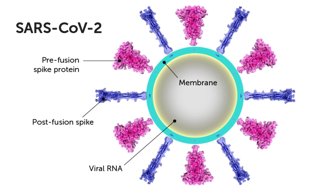 Post Pre Spike Sars cov 2 pre fusion spike protein membrane post fusion...