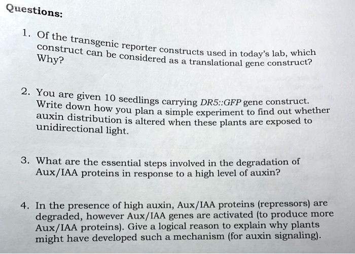 Of the transgenic construct can bec coporter construc… - SolvedLib