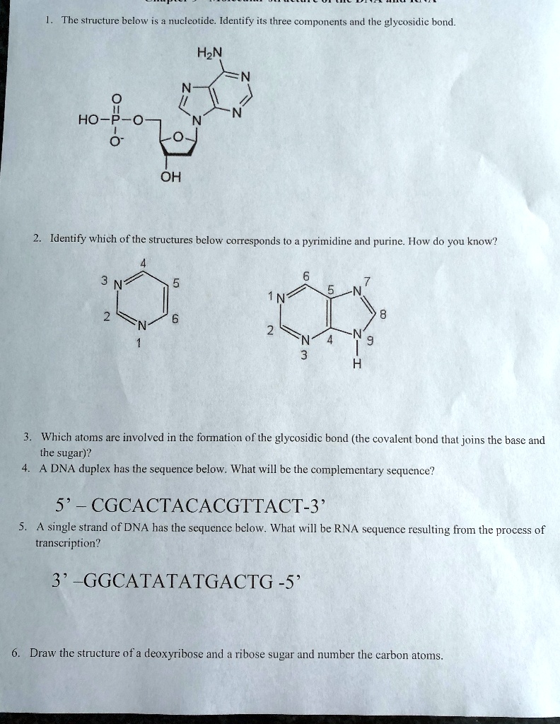 The Slructure Below Is Nucleotide Identify Its Three Solvedlib 1162