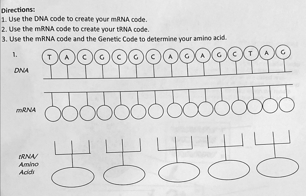 Solved: Directions: Use The Dna Code To Create Your Mrna Code. Use The 