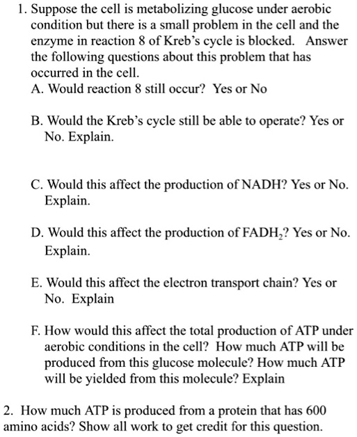 1. Suppose the cell is metabolizing glucose under aerobic condition but there is a small problem in the cell and the enzyme in reaction 8 of Kreb’s cycle is blocked. Answer the following questions about this problem that has occurred in the cell.
A. Would reaction 8 still occur? Yes or No

B. Would the Kreb’s cycle still be able to operate? Yes or No. Explain.

C. Would this affect the production of NADH? Yes or No. Explain.

D. Would this affect the production of FADH2? Yes or No. Explain.

E. Would this affect the electron transport chain? Yes or No. Explain

F. How would this affect the total production of ATP under aerobic conditions in the cell? How much ATP will be produced from this glucose molecule? How much ATP will be yielded from this molecule? Explain

2. How much ATP is produced from a protein that has 600 amino acids? Show all work to get credit for this question.