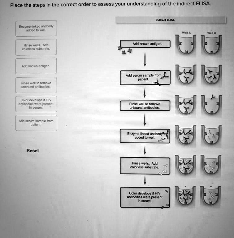 SOLVED Place the steps in the correct order to assess your understanding of the indirect ELISA
