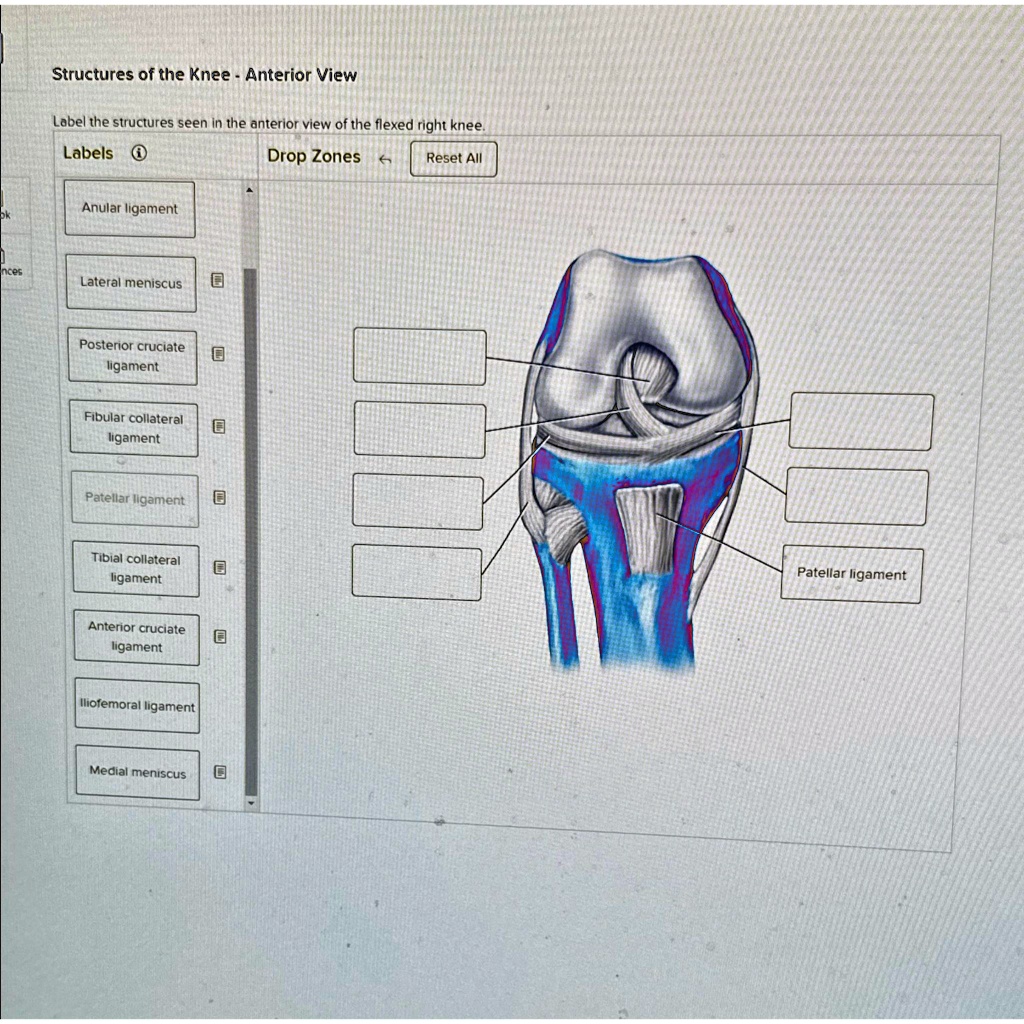 Structures of the Knee - Anterior View Label the structures seen in the ...