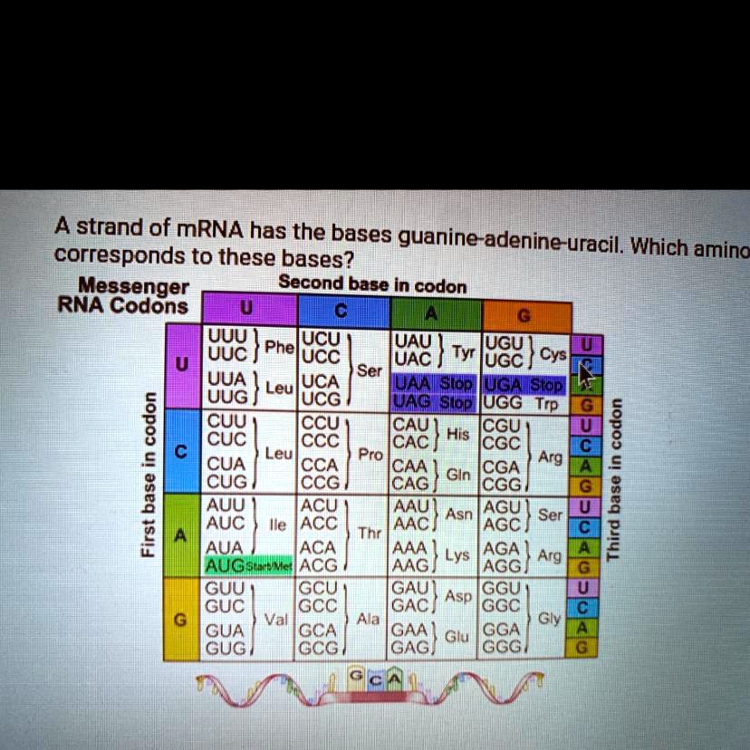 SOLVED 'A strand of mRNA has the bases guanineadenineuracil. Which