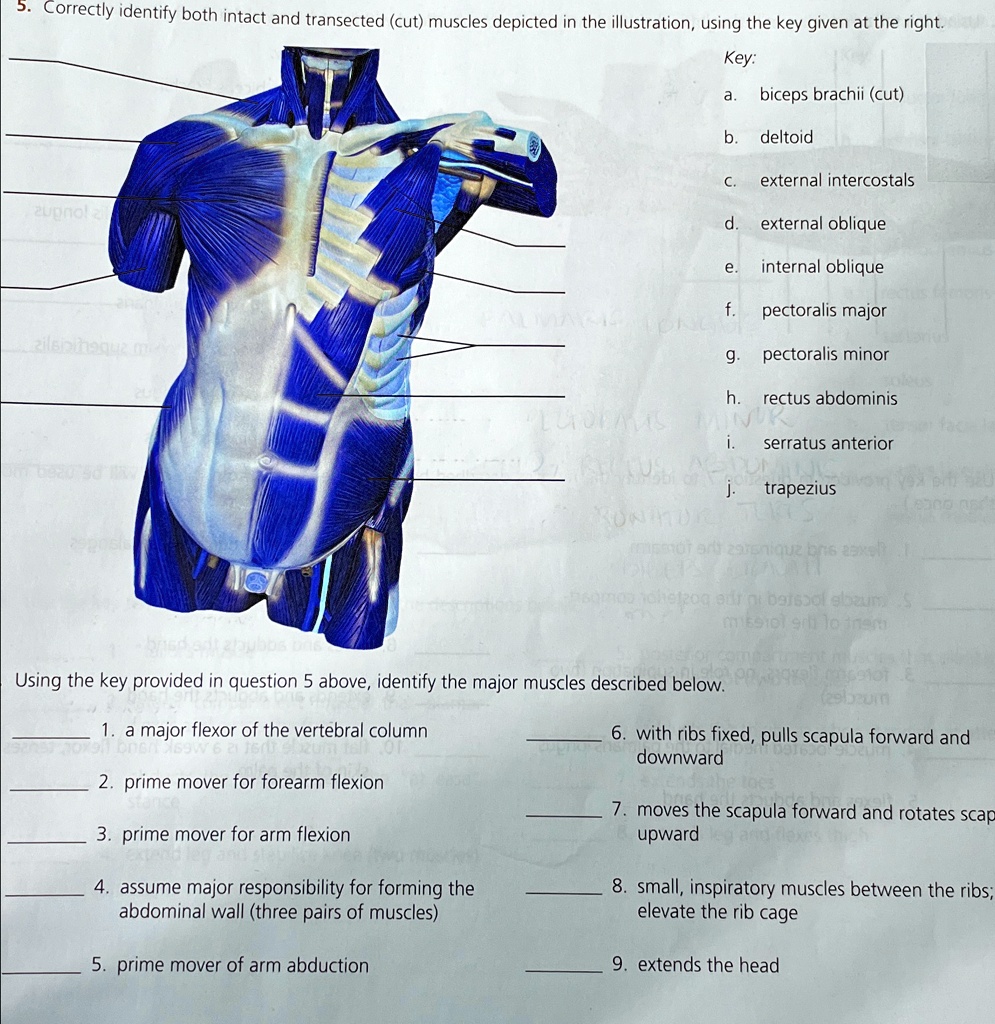 5. Correctly identify both intact and transected (cut) muscles depicted in the illustration, using the key given at the right.
Key:
a. biceps brachii (cut)
b. deltoid
c. external intercostals
d. external oblique
e. internal oblique
f. pectoralis major
g. pectoralis minor
h. rectus abdominis
i. serratus anterior
j. trapezius
Using the key provided in question 5 above, identify the major muscles described below.
1. a major flexor of the vertebral column
2. prime mover for forearm flexion
3. prime mover for arm flexion
4. assume major responsibility for forming the
abdominal wall (three pairs of muscles)
5. prime mover of arm abduction
6. with ribs fixed, pulls scapula forward and
downward
7. moves the scapula forward and rotates scap
upward
8. small, inspiratory muscles between the ribs; elevate the rib cage
9. extends the head