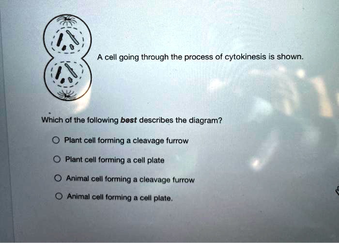 SOLVED cell going through the process of cytokinesis is shown Which