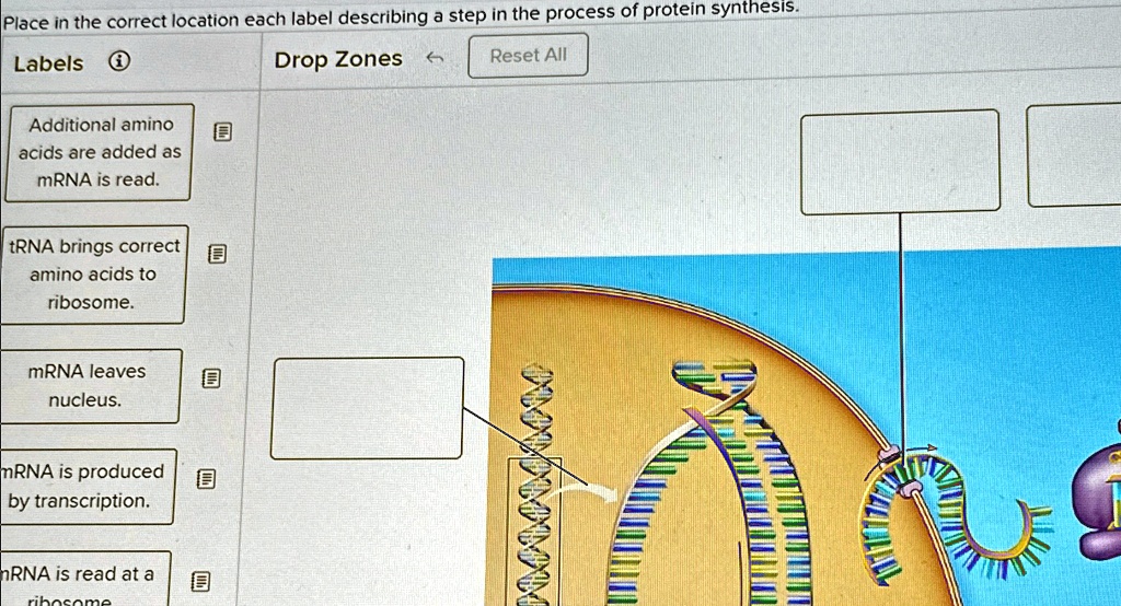 [GET ANSWER] Place in the correct location each label describing a step ...
